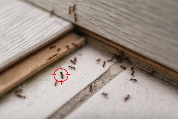Best Insect Control  in Wolf Creek, UT