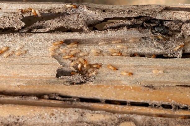 Best Local Pest Control Services  in Wolf Creek, UT