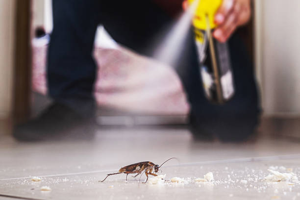 Best Affordable Pest Control Services  in Wolf Creek, UT